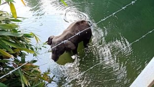 전 세계를 울린 사연 '물 위에 선채로 죽은 코끼리'