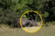 보츠와나, 코끼리 350마리 의문의 떼죽음